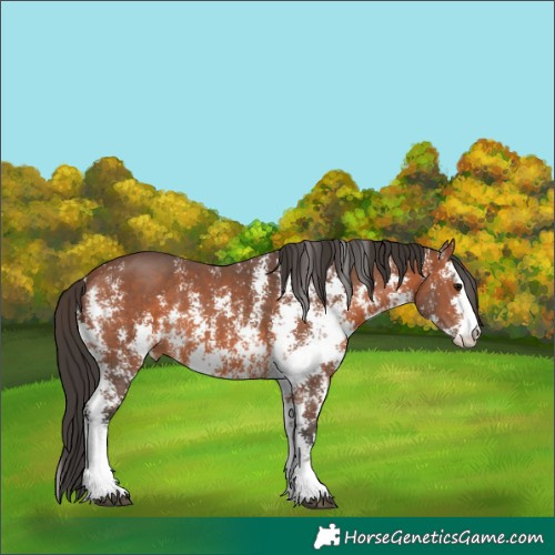 Horse Color:Bay Sabino 