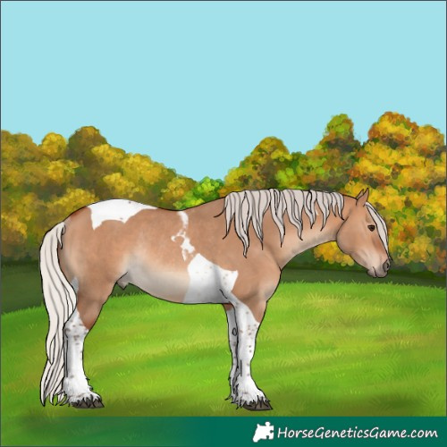 Horse Color:Silver Bay Dun Tobiano Rabicano 