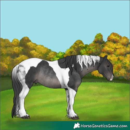 Horse Color:Black Tobiano Rabicano 
