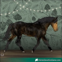 Horse Color:Void Buckskin Roan Tobiano Rabicano