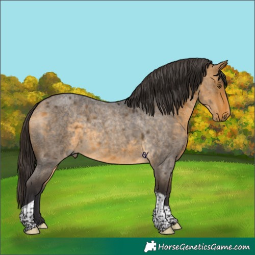 Horse Color:Buckskin Roan Tobiano Rabicano 