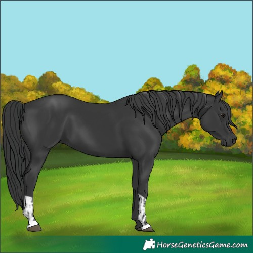 Horse Color:Black  and Black 