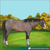 Horse Color:Liver Red Roan Splash 