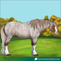 Horse Color:Unknown 