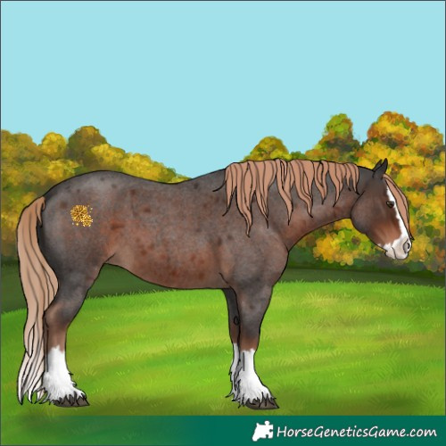 Horse Color:Liver Red Roan Splash 