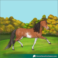 Horse Color:White Spotted Bay Sabino Frame