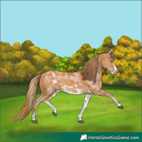Horse Color:White Spotted Chestnut Sabino Frame 