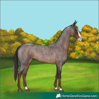 Horse Color:Liver Red Roan Splash 