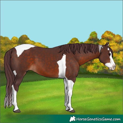 Horse Color:Chocolate Brown Splash Tobiano