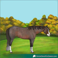Horse Color:Liver Red Roan Splash Rabicano
