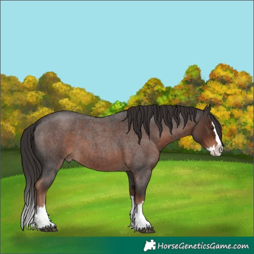 Horse Color:Liver Red Roan Splash 