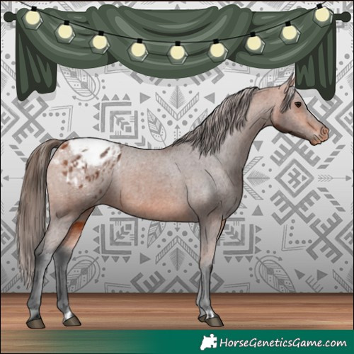 Horse Color:Bay Appaloosa  and Bay Appaloosa 