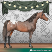 Horse Color:Bay Appaloosa  and Bay Appaloosa 