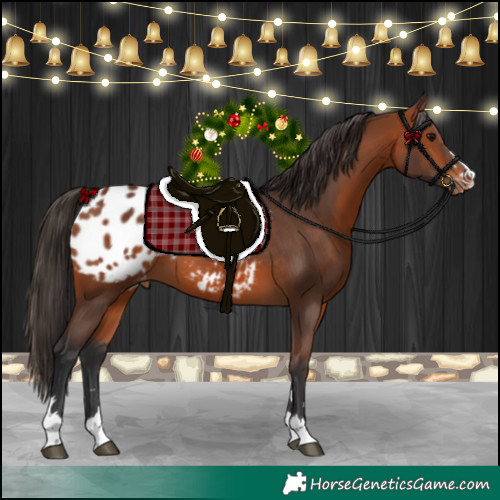 Horse Color:Bay Blanket 