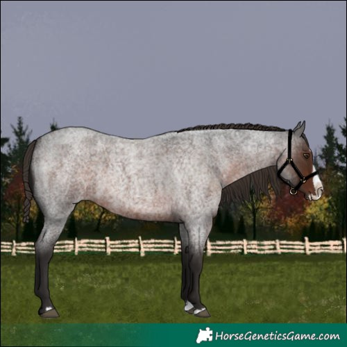 Horse Color:Liver Red Roan Splash 