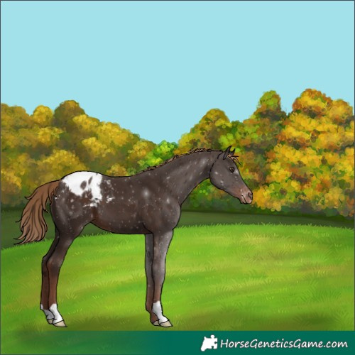 Horse Color:Liver Chestnut Appaloosa 