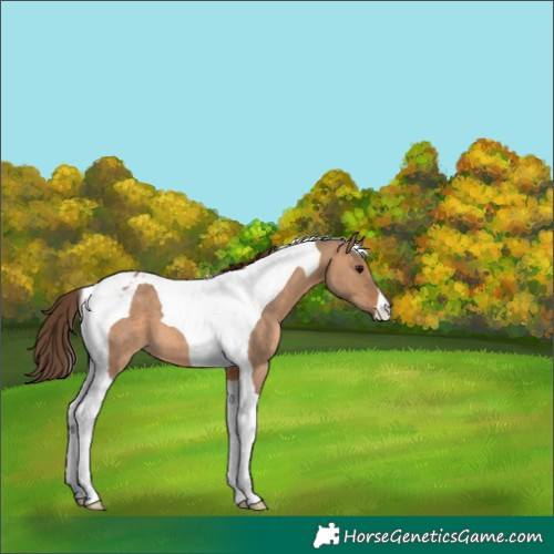 Horse Color:Bay Dun Tobiano Appaloosa 