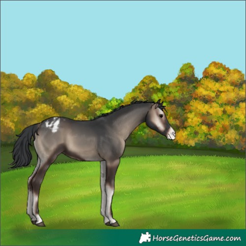 Horse Color:Blue Onyx Appaloosa
