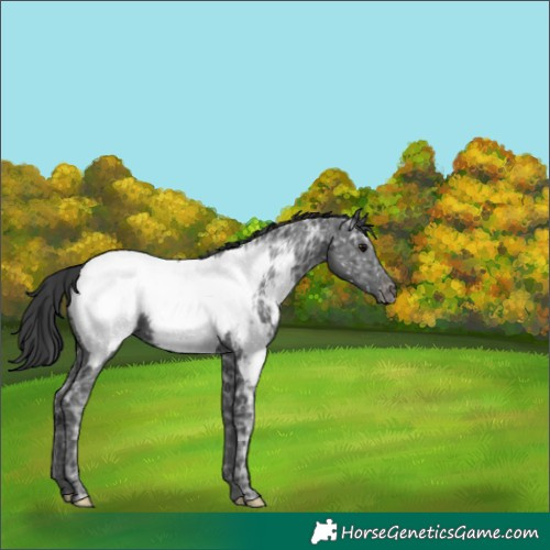Horse Color:Black Ice Appaloosa 