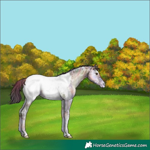 Horse Color:Nacre Liver Red Onyx Ice Appaloosa 