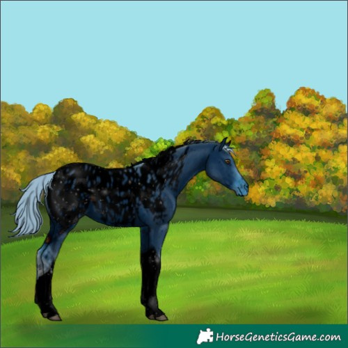 Horse Color:ERROR: UNKNOWN ANOMALY