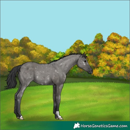 Horse Color:Grullo
