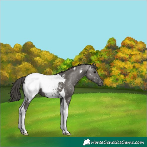 Horse Color:Grullo Tobiano Appaloosa