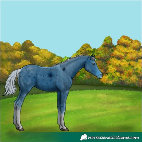 Horse Color:ERROR: UNKNOWN ANOMALY