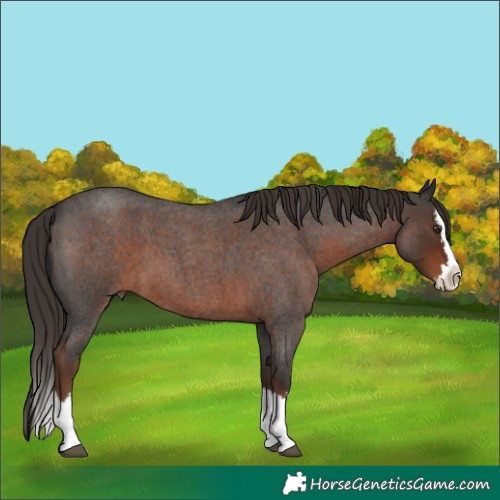 Horse Color:Liver Red Roan Splash 