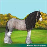 Horse Color:Liver Red Roan Splash 