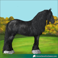 Horse Color:Black Chinchilla Ice
