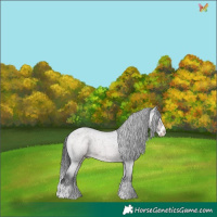 Horse Color:Platinum Liver Red Roan Splash Appaloosa