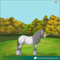 Horse Color:Platinum Liver Red Roan Splash Appaloosa 