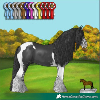 Horse Color:Black Tobiano  and Black Sabino Tobiano 