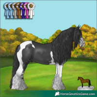 Horse Color:Black Tobiano and Black Sabino Tobiano