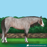 Horse Color:Liver Red Roan Splash 