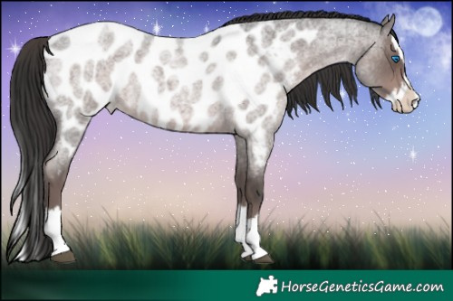 Horse Color:Platinum Liver Red Roan Splash Appaloosa 