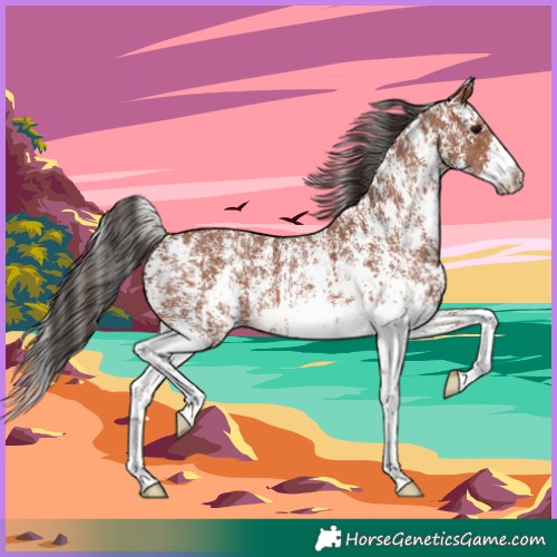 Horse Color:Bay Sabino Rabicano and Bay Sabino Rabicano
