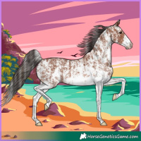 Horse Color:Bay Sabino Rabicano  and Bay Sabino Rabicano 