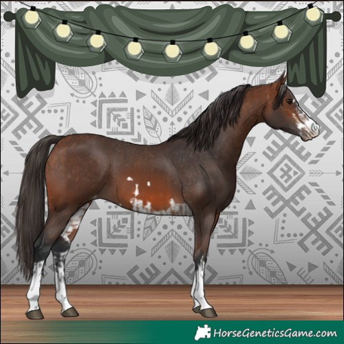 Horse Color:Bay Appaloosa and Brown Appaloosa