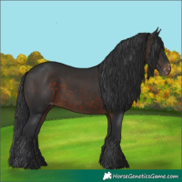 Horse Color:Brown Appaloosa 