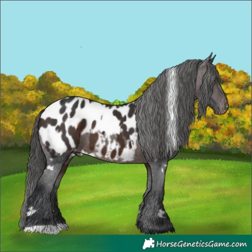 Horse Color:White Spotted Brown Appaloosa 