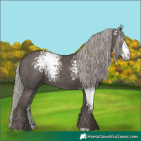 Horse Color:White Spotted Silver Black 
