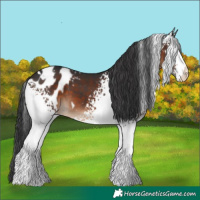Horse Color:White Spotted Brown Appaloosa 