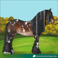 Horse Color:White Spotted Brown 