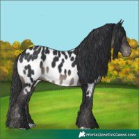 Horse Color:Black Near Leopard 