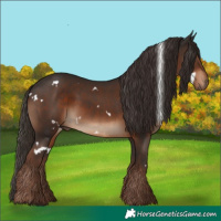 Horse Color:White Spotted Liver Chestnut