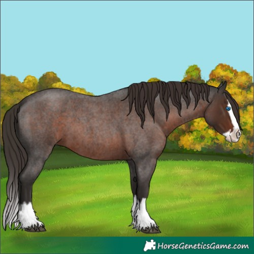 Horse Color:Liver Red Roan Splash 