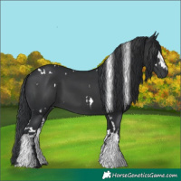 Horse Color:White Spotted Black