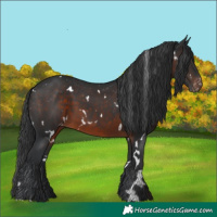 Horse Color:White Spotted Brown Appaloosa 